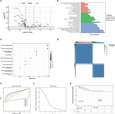 Comprehensive analysis of the biological functions of endoplasmic reticulum stress in prostate cancer